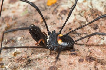 Media type: image;   Invertebrate Zoology 129583